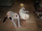 Kahlua in PJ2.jpg