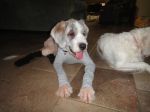 Kahlua in PJ3.jpg