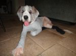 Kahlua in PJ4.jpg