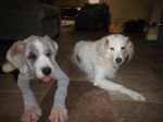 Kahlua n Nina 2.jpg