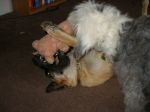 beauford bunny 3.jpg