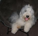 beauford on lauras chair.JPG