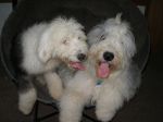 beauie sophie tongues .jpg