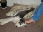 lazy dog days.jpg