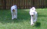 Oliver and Lucy Running.jpg
