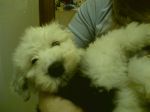 10wks16.jpg