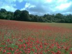 Poppy field1.jpg