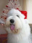 Ru Xmas 09 - Copy.JPG