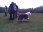 UK Sheepie Day 2008 (20).jpg