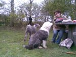 UK Sheepie Day 2008 (42).jpg
