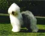pippin05.jpg