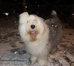 snow4.JPG