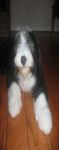 Love_my_chew_toy___jinky_.jpg
