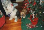 Laven & Max Christmas 1993.jpg