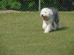 Sadie in the Park, May 2nd, 2007 014.jpg