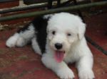 Stella3.jpg