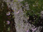 june 2009 002.jpg