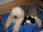 Polly and Family.jpg