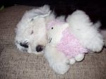 asleep with Joey the sheep.jpg