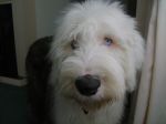 Blue eyes!.JPG