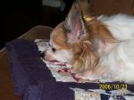 Doggies 003.jpg