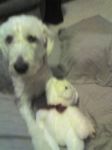 Max bear.jpg