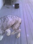 Max walking.jpg