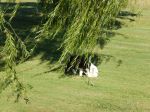 willow 2.jpg