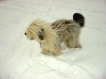Dogs at Bushy 08 018.jpg