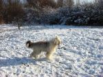Dogs at Bushy 08 060~0.jpg
