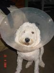 Bella conehead 003 (Medium).jpg