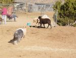 Bella with sheep1 (Medium).jpg