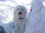 Bellasnowface (Medium).JPG
