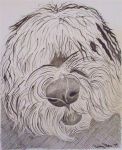 Bignosesheepie (Medium).jpg