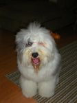 NIgel brushed 003 (Medium).jpg
