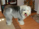 Nigel after brush (Medium).jpg