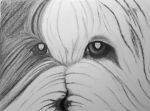 artfinal-his master_s face (Medium).jpg