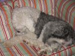 april 07 harley 017.jpg