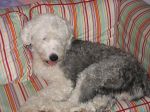 april 07 harley 020.jpg