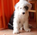 Roxie 3 mois.JPG