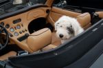 Roxie TVR.JPG