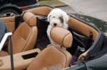 Roxie TVR2.JPG