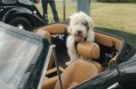 Roxie en auto a 5 mois.JPG