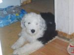 dogs 017.jpg