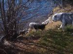 dogs 022.jpg