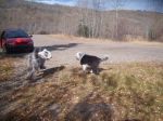 dogs 023.jpg