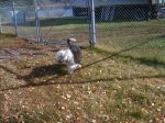 dogs 024.jpg