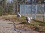 dogs 025.jpg