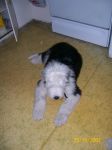 dogs 026.jpg