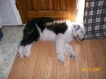 dogs 027.jpg